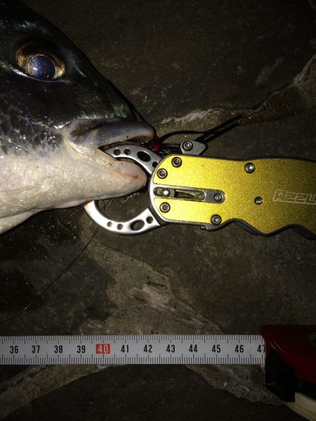 キビレと私の週末